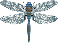 An illustration of a dragonfly with transparent wings